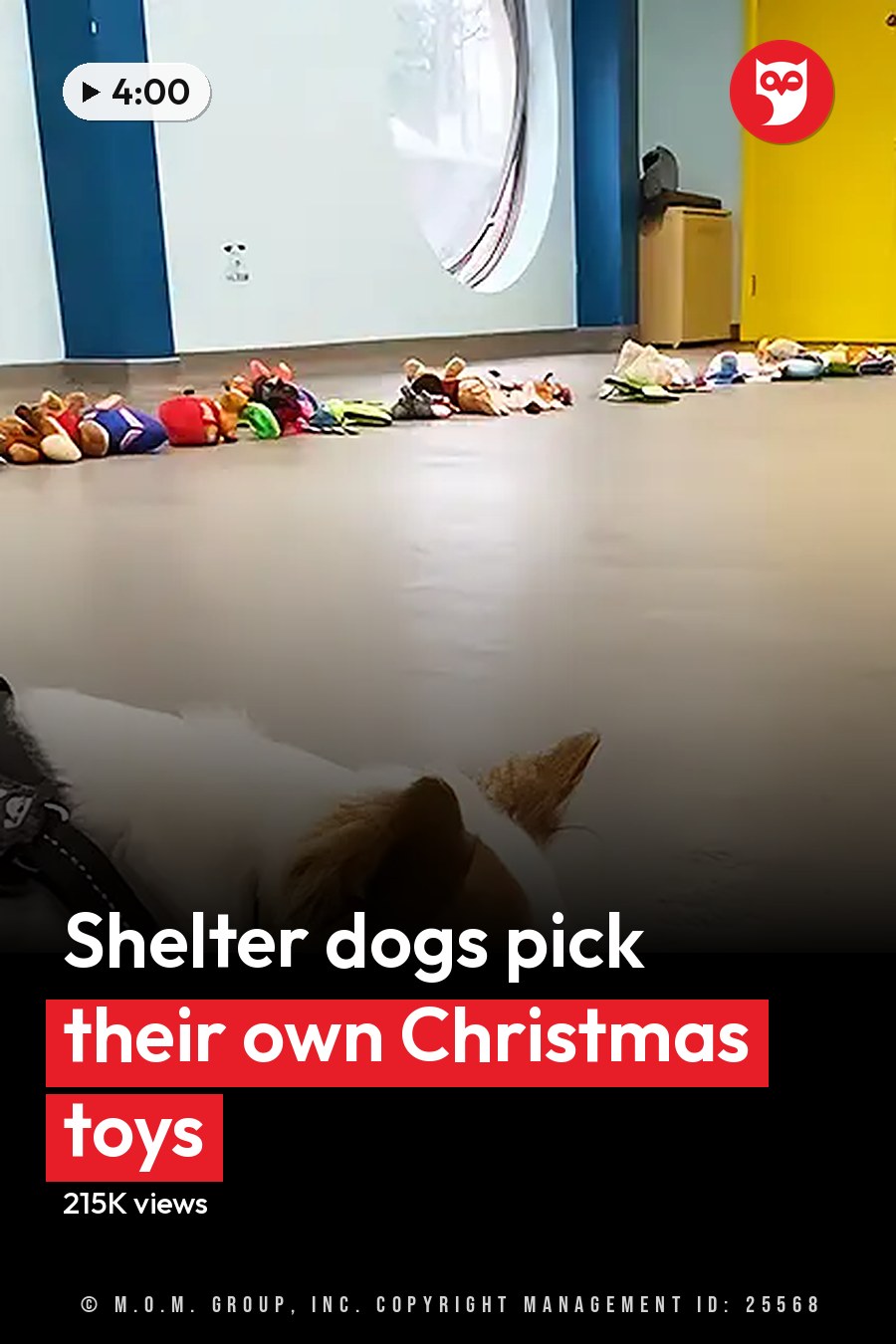 A white dog with brown patches, possibly a Jack Russell Terrier mix, stands in an indoor play area filled with stuffed toys and wall decorations with small dog illustrations. The headline runs in white letters across the lower third.