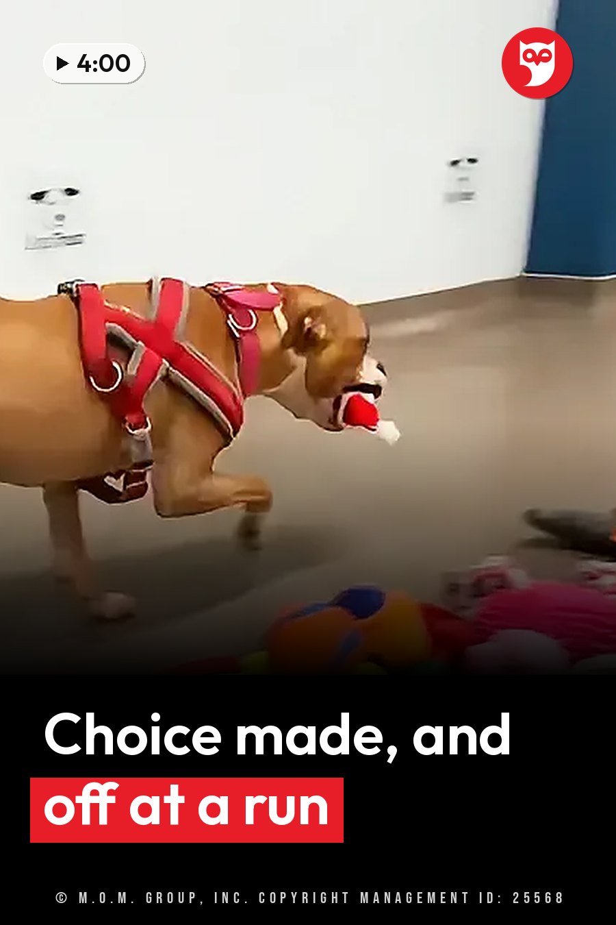 A brown dog in a red harness runs across a room of scattered toys, carrying a red toy in the mouth. A headline runs in white letters across the lower third.