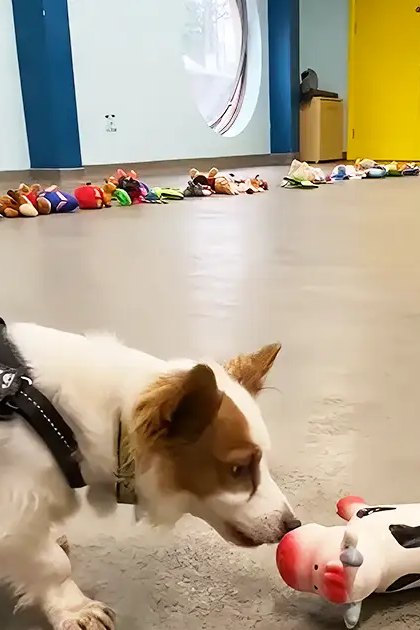 A white dog with brown patches, possibly a Jack Russell Terrier mix, stands in an indoor play area filled with stuffed toys and wall decorations with small dog illustrations.