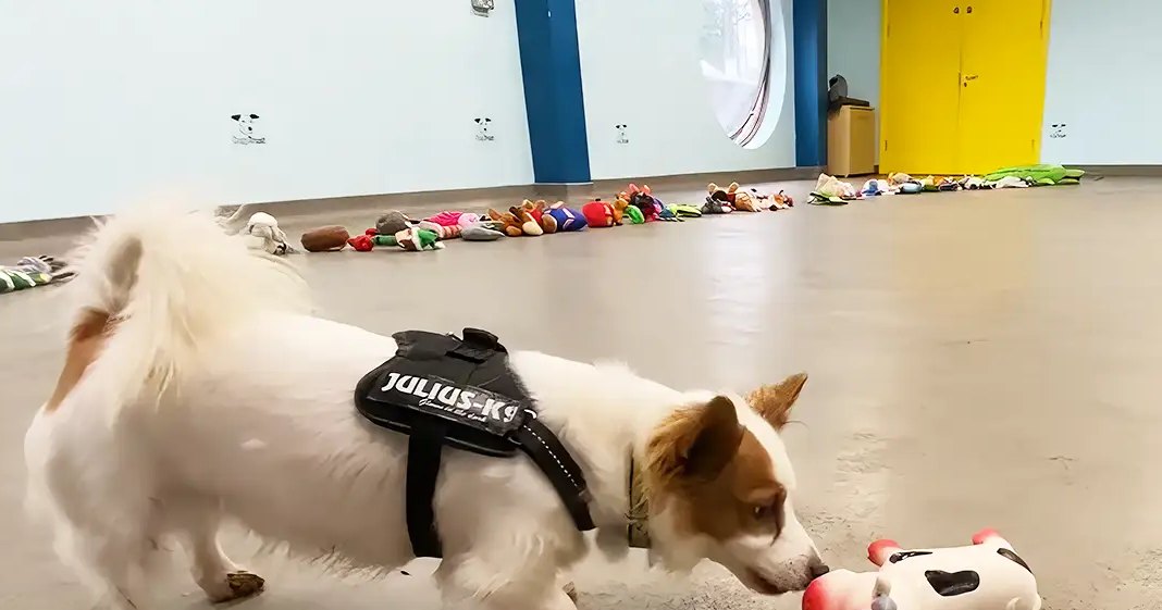 A white dog with brown patches, possibly a Jack Russell Terrier mix, stands in an indoor play area filled with stuffed toys and wall decorations with small dog illustrations.