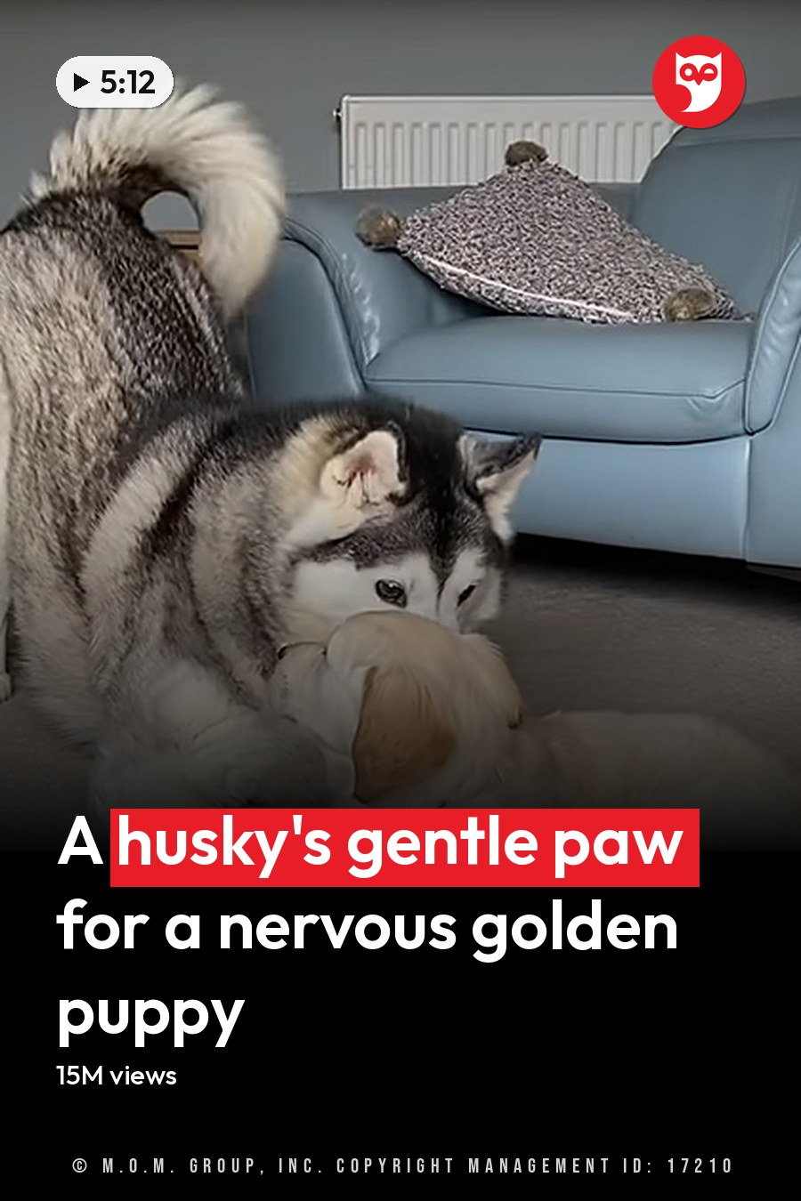 Two adult dogs, a husky with gray and white fur and a golden retriever with light brown and cream-colored fur, in an indoor living room setting with light blue leather armchairs and a patterned throw pillow. The headline runs in white letters across the lower third.