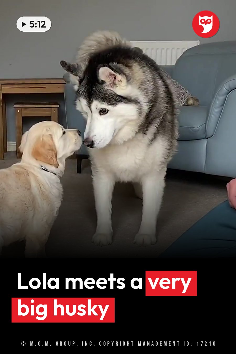 A large husky stands facing a smaller golden retriever puppy indoors near furniture. A headline runs in white letters across the lower third.