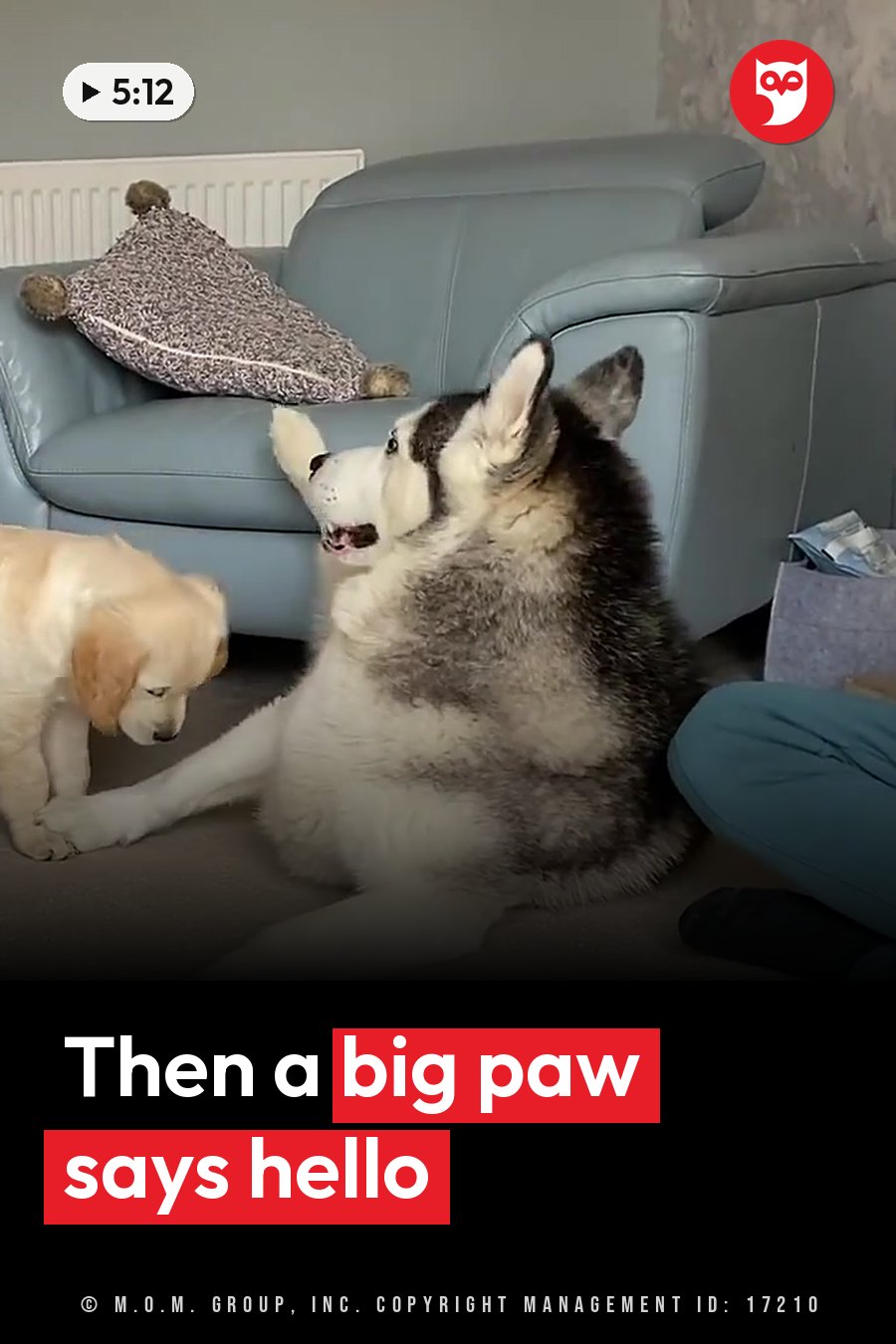A large husky sits on the floor with a paw extended toward a small golden puppy at her side. A headline runs in white letters across the lower third.