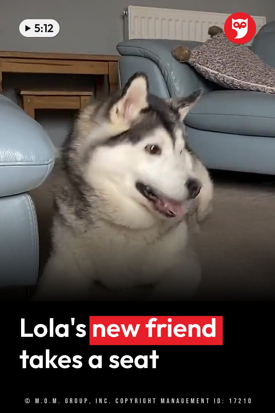 A fluffy dog with pointed ears sits on a carpeted floor near light blue furniture. A headline runs in white letters across the lower third.