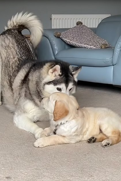 Two adult dogs, a husky with gray and white fur and a golden retriever with light brown and cream-colored fur, in an indoor living room setting with light blue leather armchairs and a patterned throw pillow.
