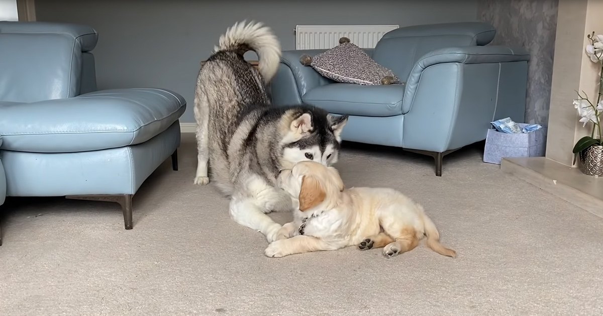 Two adult dogs, a husky with gray and white fur and a golden retriever with light brown and cream-colored fur, in an indoor living room setting with light blue leather armchairs and a patterned throw pillow.