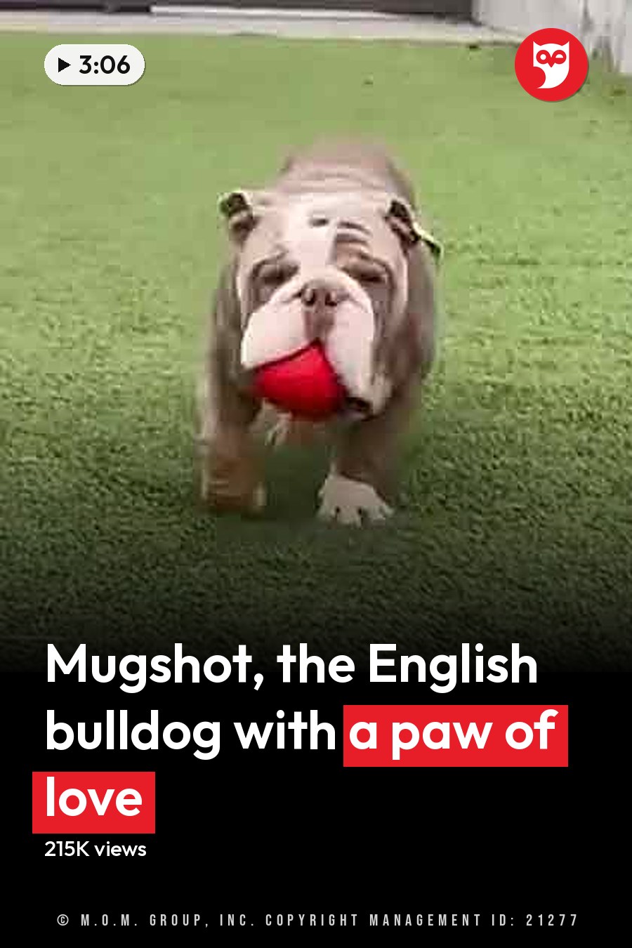A light brown bulldog with white markings, adult, playing with a red ball on artificial grass in a backyard under natural daylight. The headline runs in white letters across the lower third.