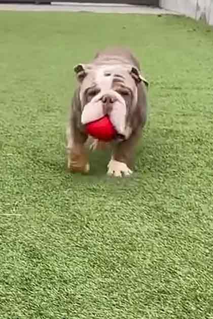 A light brown bulldog with white markings, adult, playing with a red ball on artificial grass in a backyard under natural daylight.