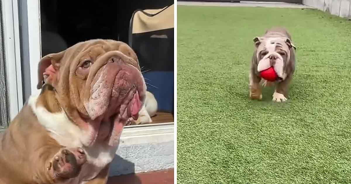 A light brown bulldog with white markings, adult, playing with a red ball on artificial grass in a backyard under natural daylight.