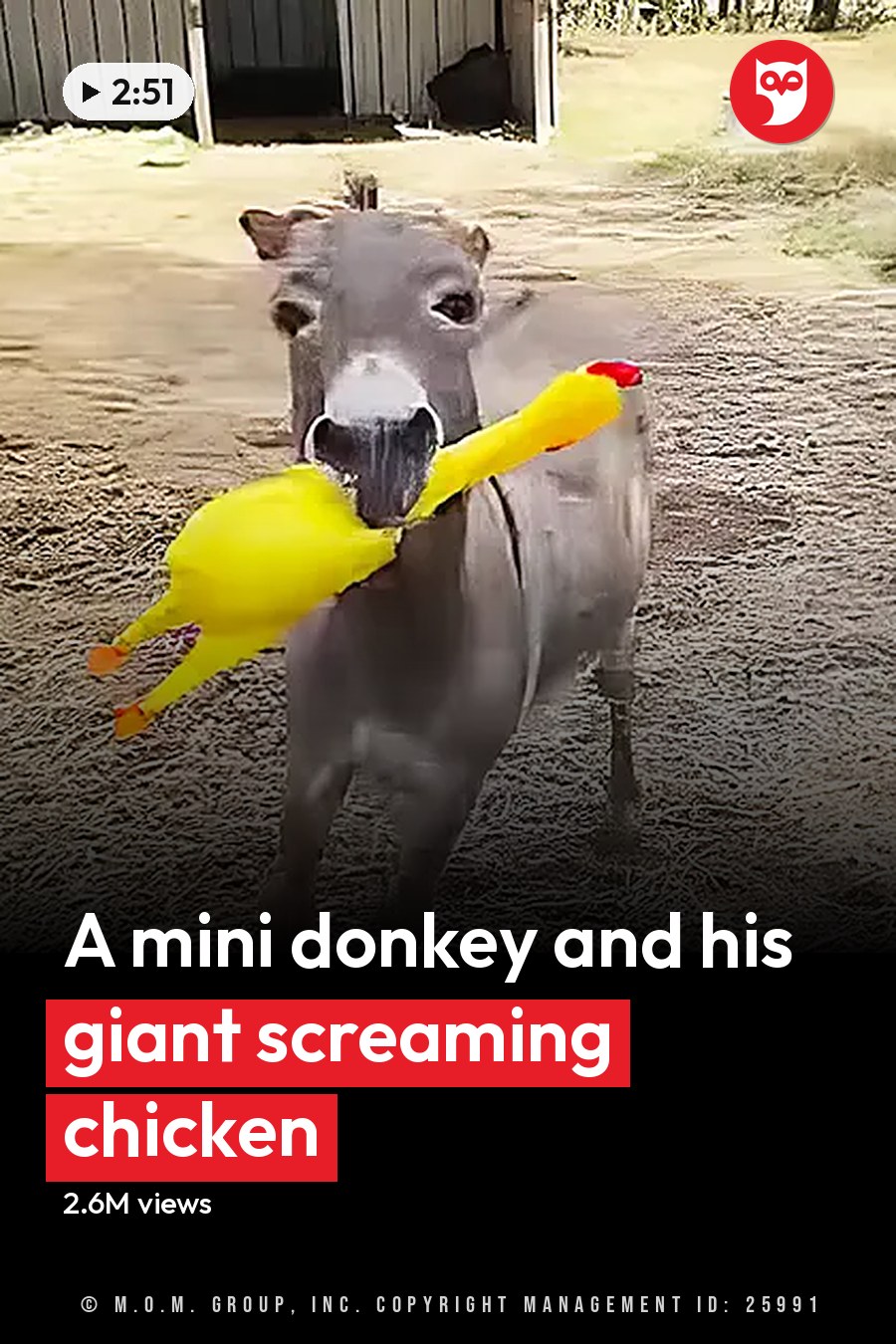 A juvenile donkey with gray coat and white markings stands in a farmyard surrounded by farm structures, fencing, straw, hay, vegetation, and an inflatable duck toy. The headline runs in white letters across the lower third.