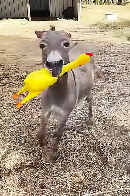 A juvenile donkey with gray coat and white markings stands in a farmyard surrounded by farm structures, fencing, straw, hay, vegetation, and an inflatable duck toy.