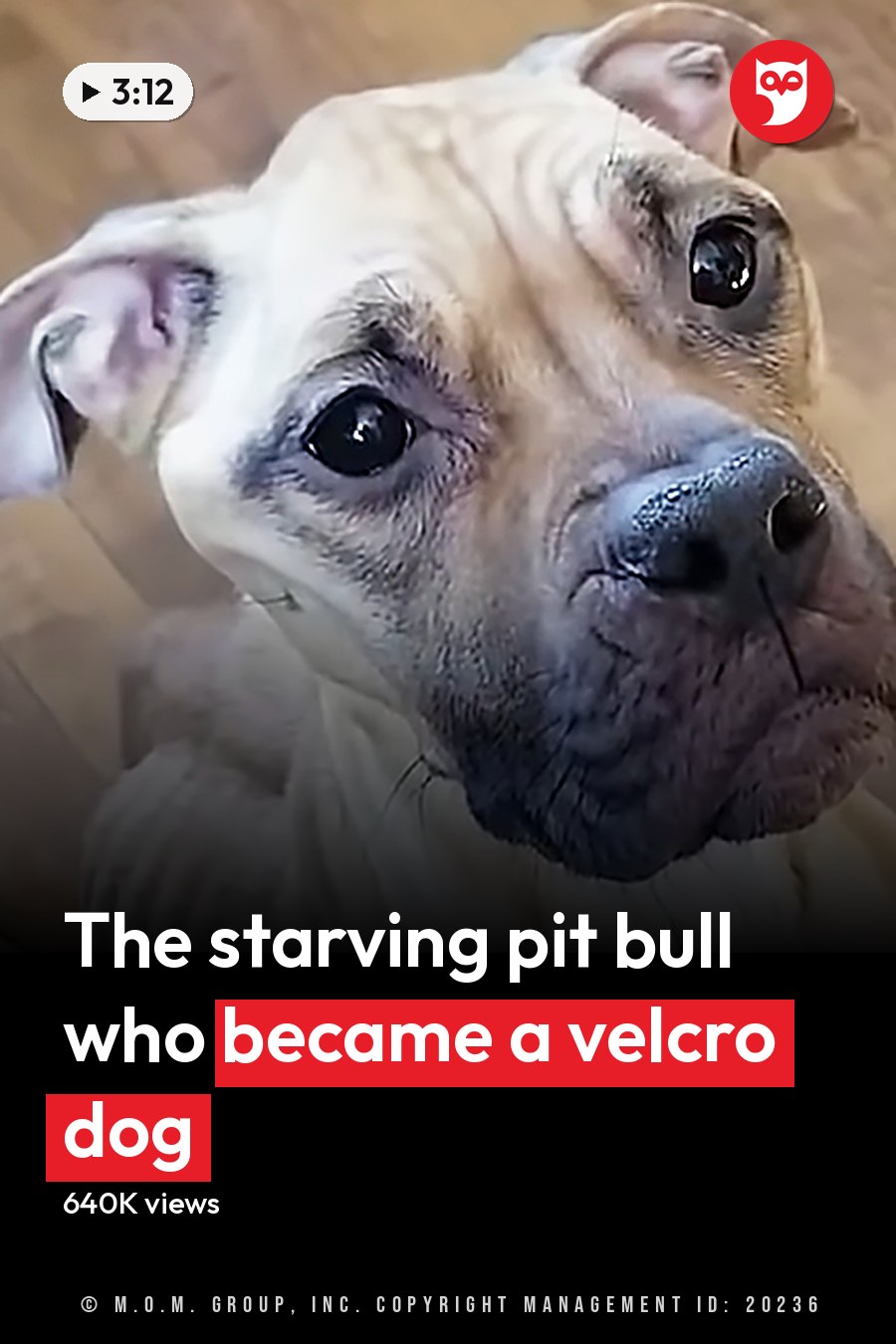 A light brown and white pit bull or similar breed dog indoors with a wooden floor in the background. The headline runs in white letters across the lower third.