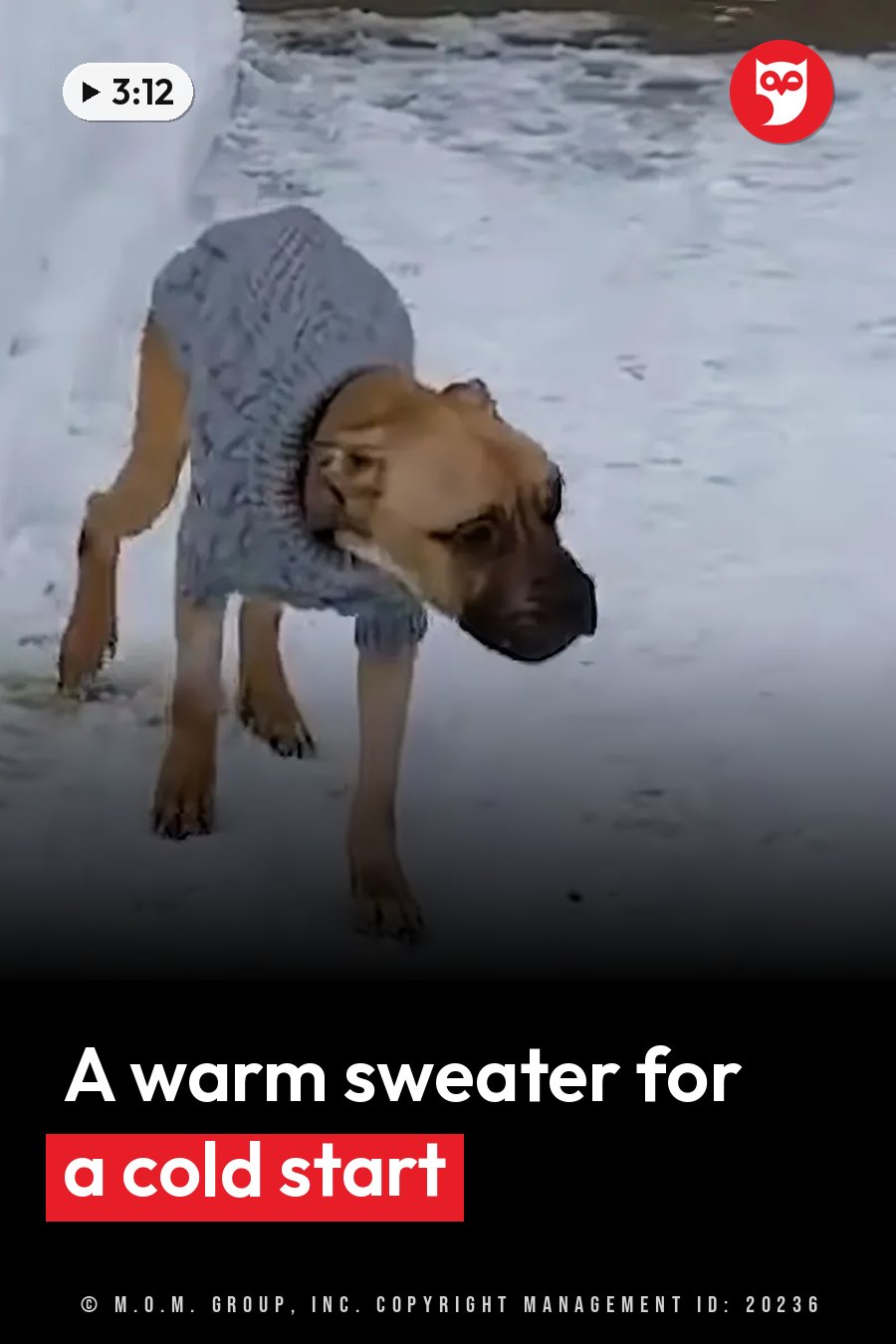 A dog in a gray sweater stands in snow with her head lowered toward the ground. A headline runs in white letters across the lower third.