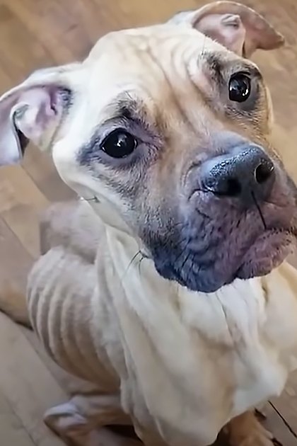 A light brown and white pit bull or similar breed dog indoors with a wooden floor in the background