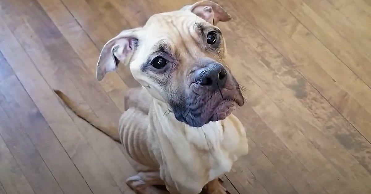 A light brown and white pit bull or similar breed dog indoors with a wooden floor in the background