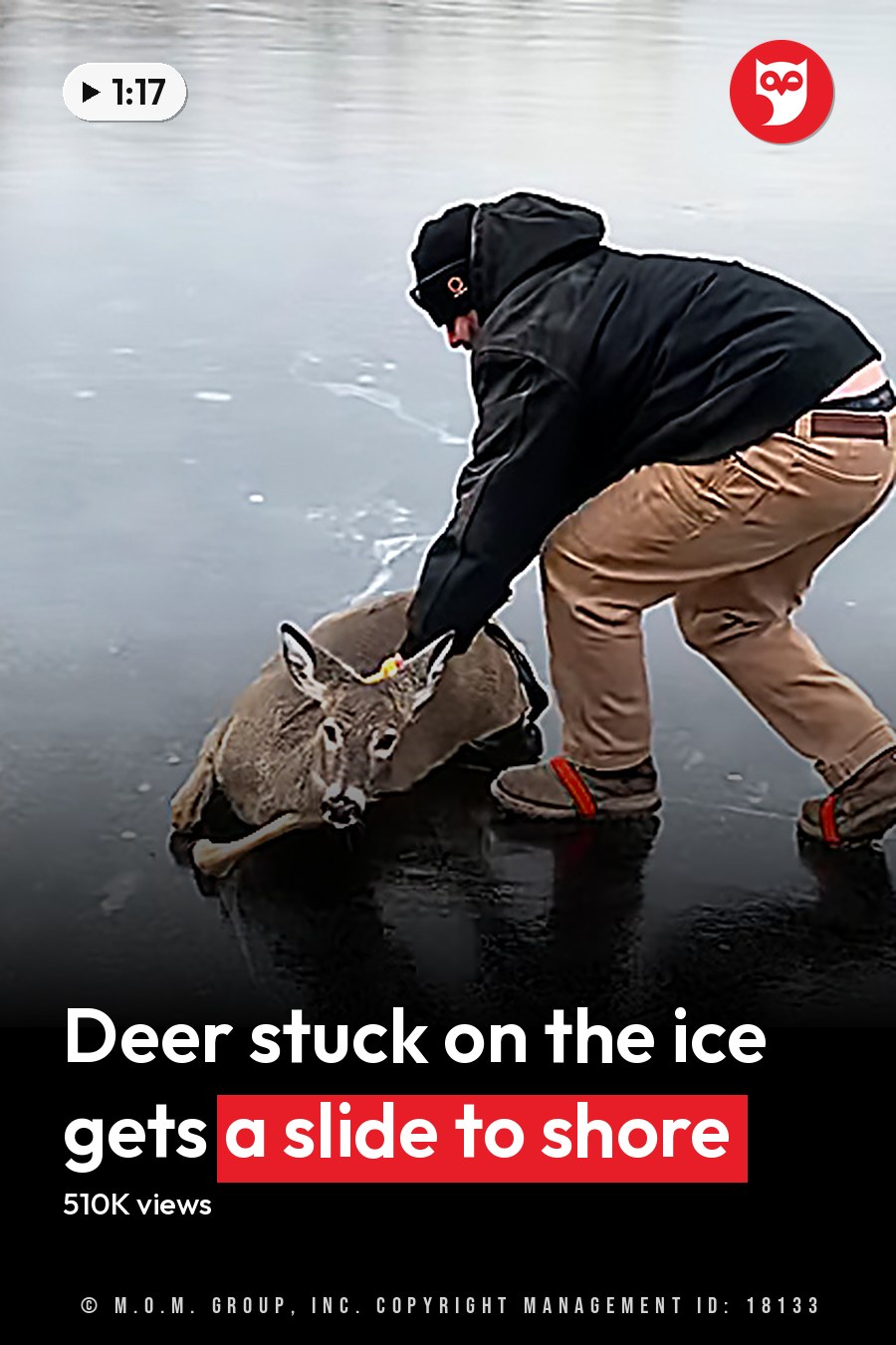 An adult male helping a brown-furred white-tailed deer out of icy water on a frozen lake in winter with natural daylight. The headline runs in white letters across the lower third.