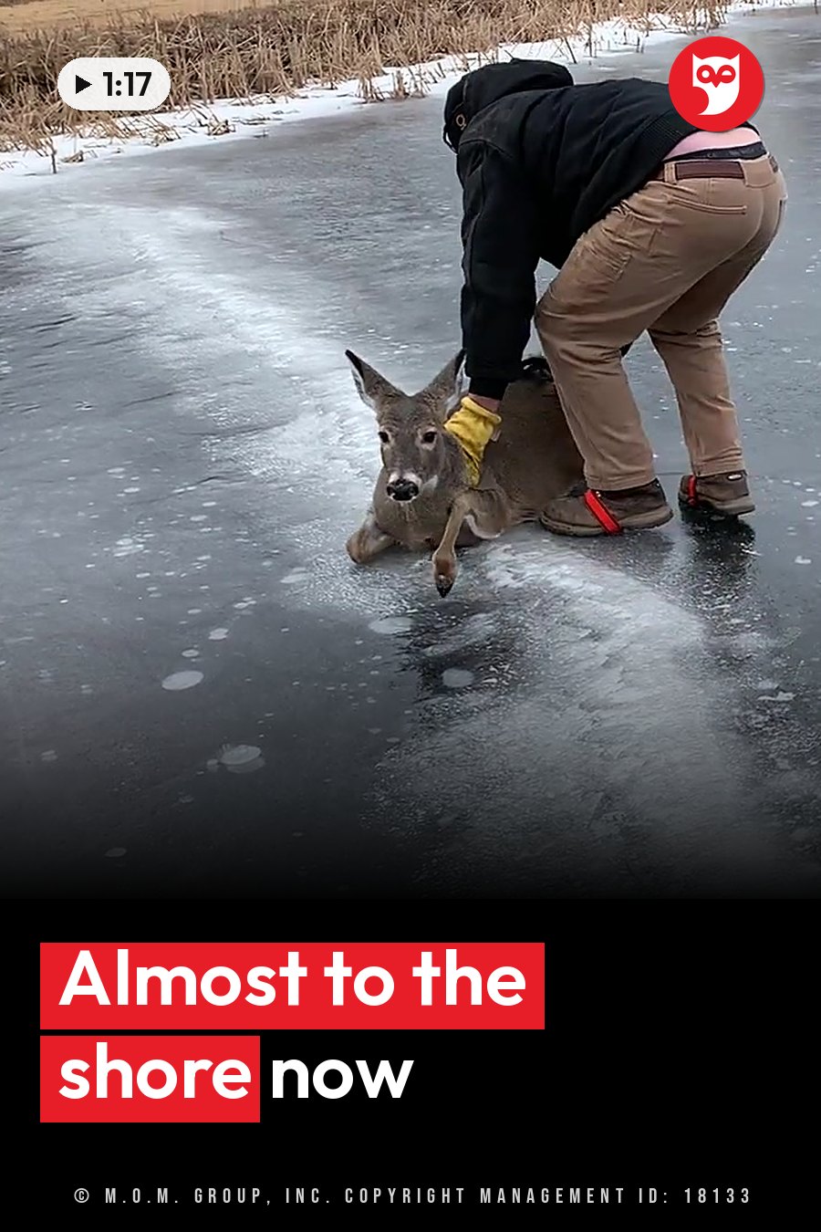 A man helps a deer that is lying on frozen ice near a bank of dry grass and snow. A headline runs in white letters across the lower third.