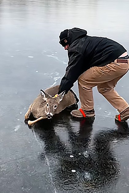 An adult male helping a brown-furred white-tailed deer out of icy water on a frozen lake in winter with natural daylight.