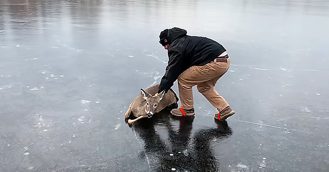 An adult male helping a brown-furred white-tailed deer out of icy water on a frozen lake in winter with natural daylight.