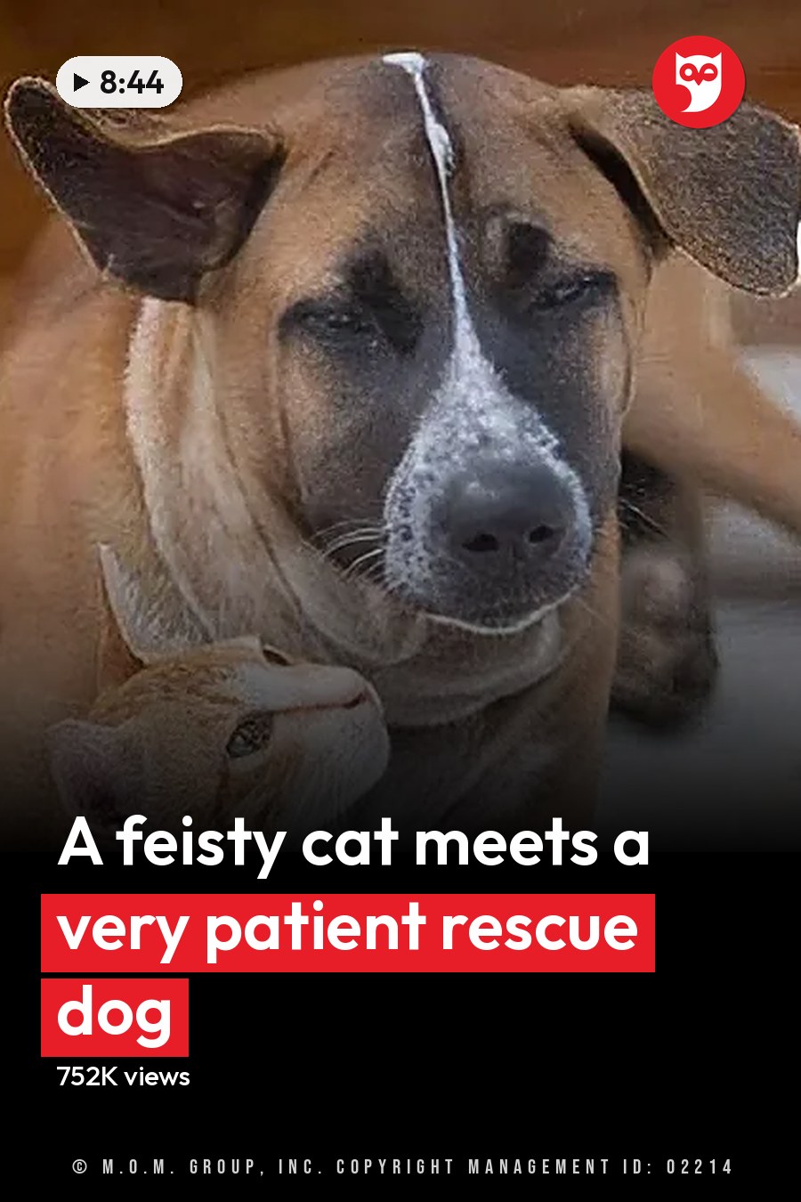 Two adult dogs, one light brown with white markings and an adult tabby cat wearing a collar with a green tag, resting indoors near a doorway. The headline runs in white letters across the lower third.