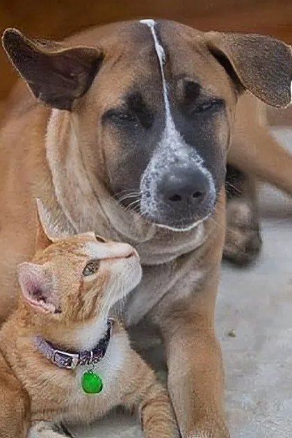 Two adult dogs, one light brown with white markings and an adult tabby cat wearing a collar with a green tag, resting indoors near a doorway.