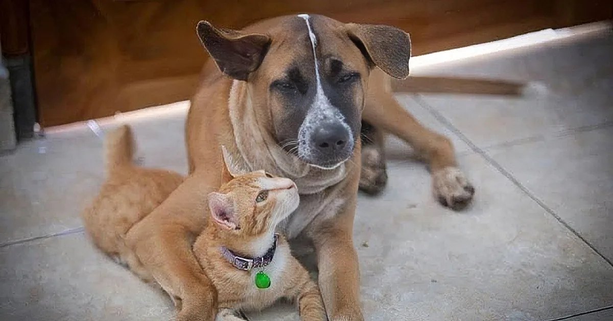 Two adult dogs, one light brown with white markings and an adult tabby cat wearing a collar with a green tag, resting indoors near a doorway.