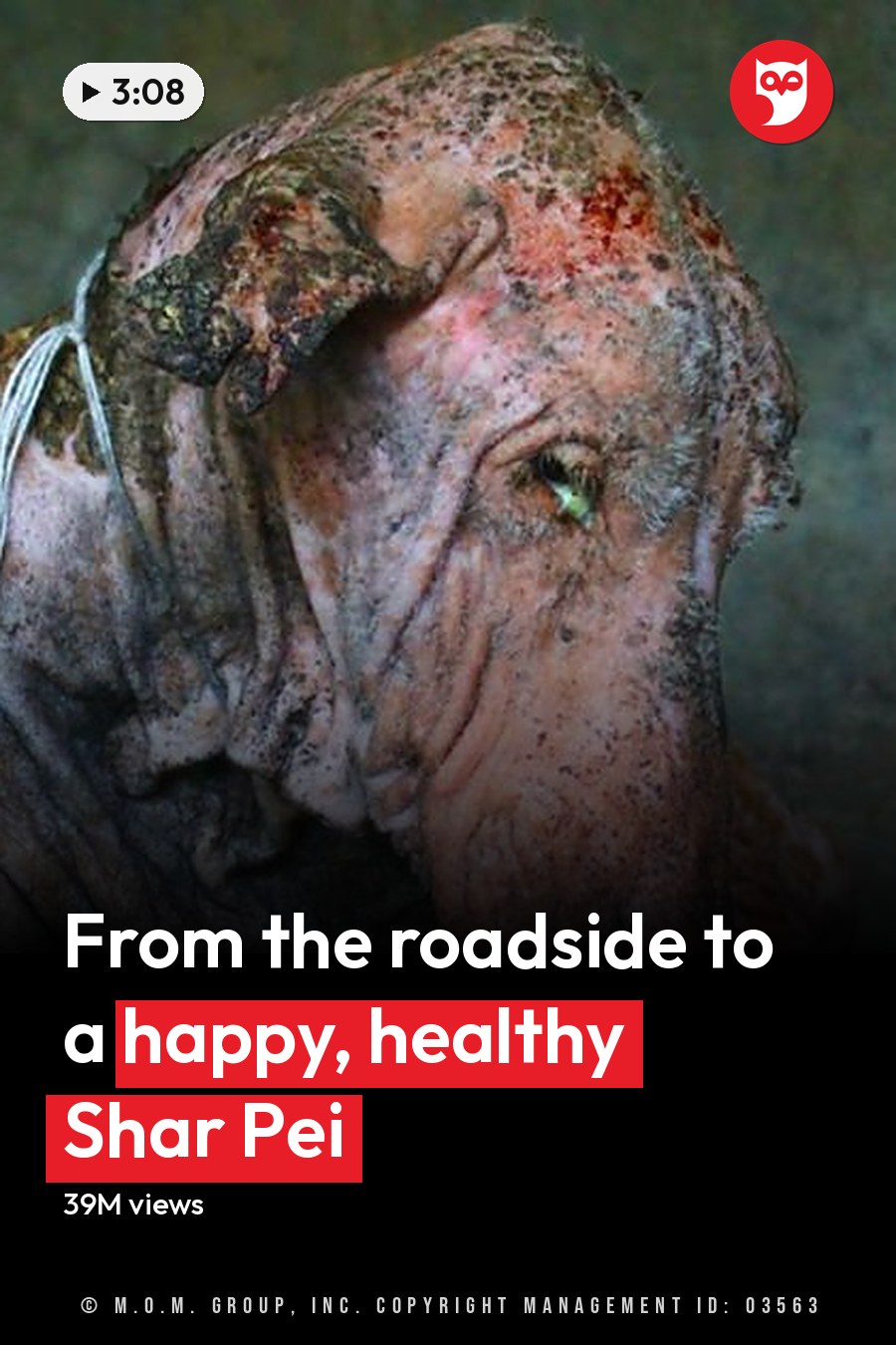 A Shar Pei dog with scarring in a shelter setting near a metal bowl. The headline runs in white letters across the lower third.