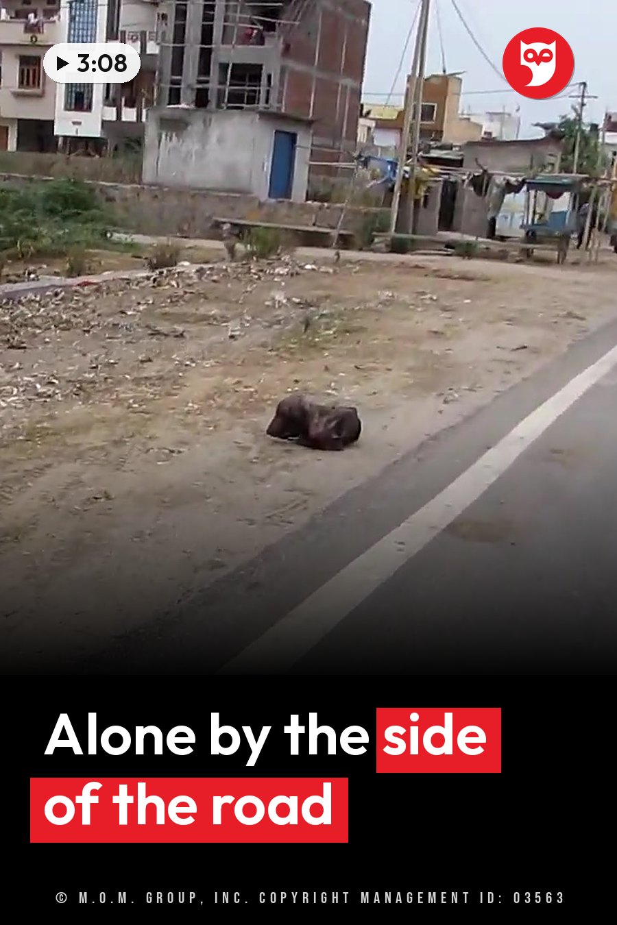 A dark dog lies on the dirt beside a paved road, near buildings and utility poles. A headline runs in white letters across the lower third.