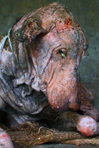 A Shar Pei dog with scarring in a shelter setting near a metal bowl.