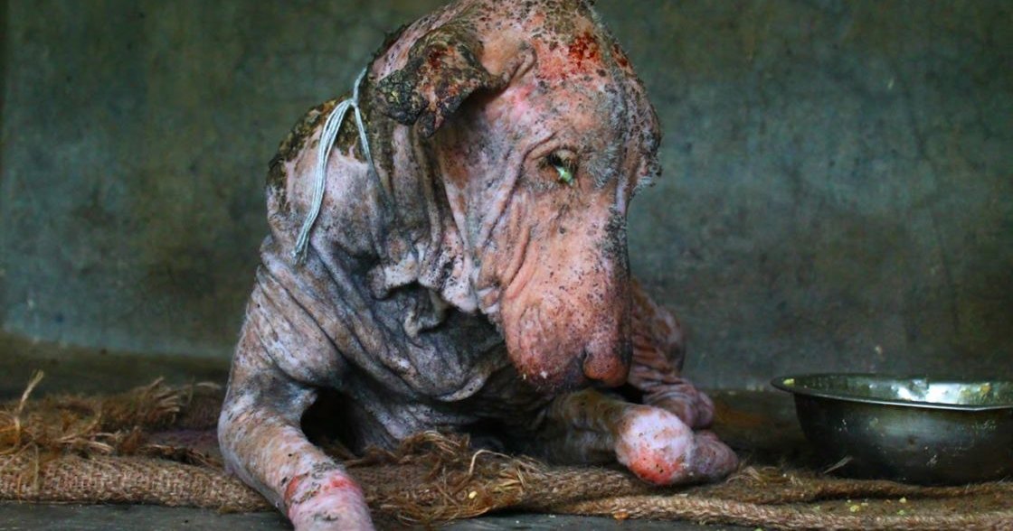 A Shar Pei dog with scarring in a shelter setting near a metal bowl.