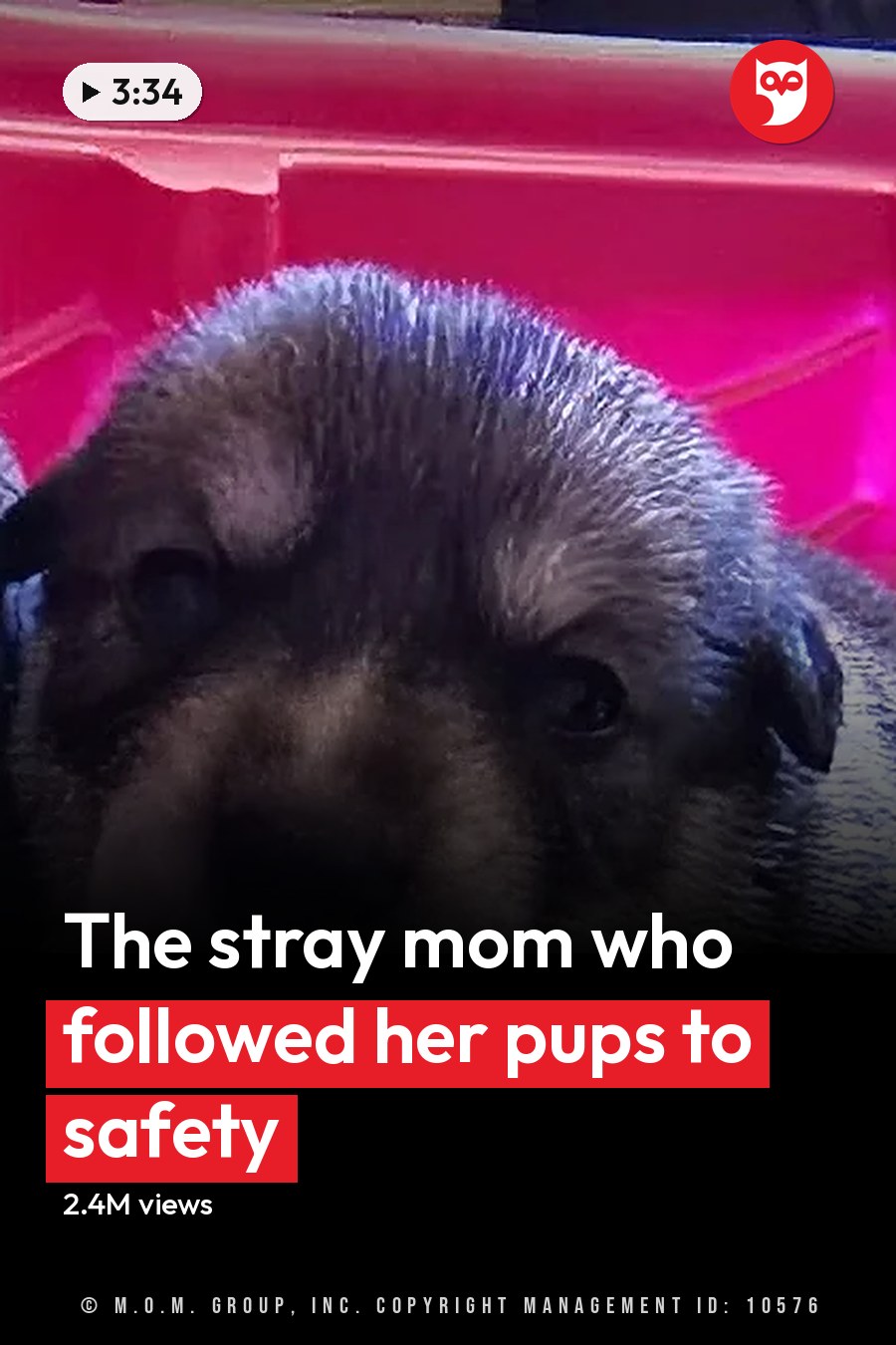 Young, dark-furred puppies in a red container indoors under artificial lighting. The headline runs in white letters across the lower third.