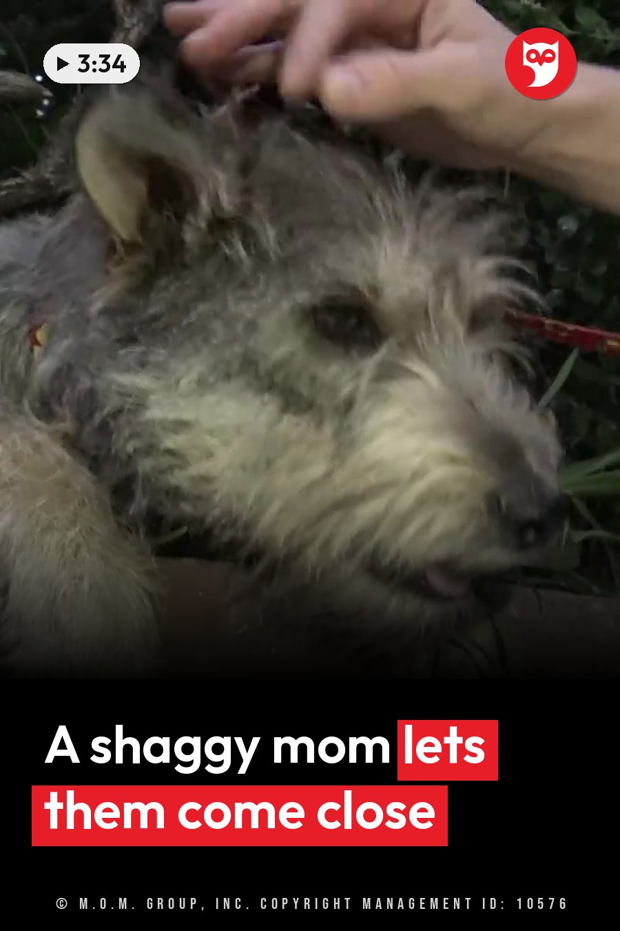 A person's hand rests on a shaggy, matted dog lying on grass beside leafy plants. A headline runs in white letters across the lower third.