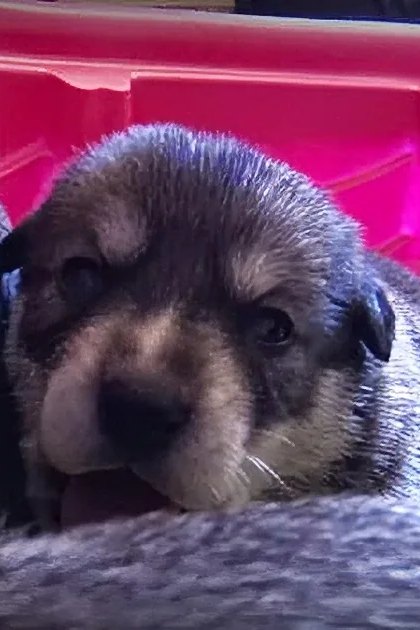 Young, dark-furred puppies in a red container indoors under artificial lighting.
