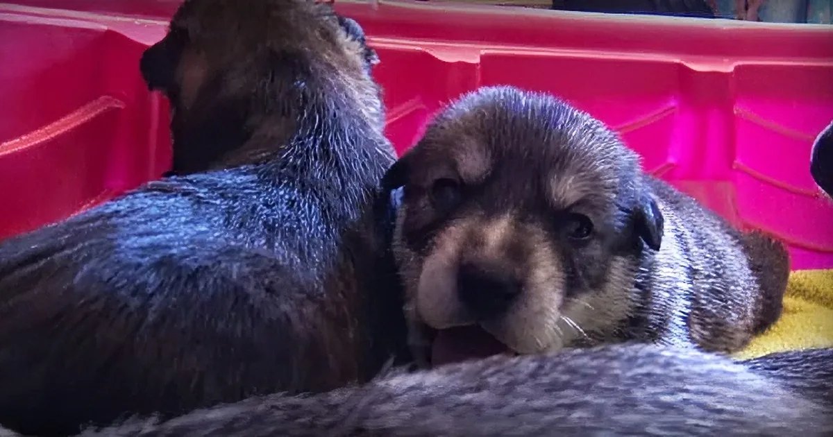Young, dark-furred puppies in a red container indoors under artificial lighting.