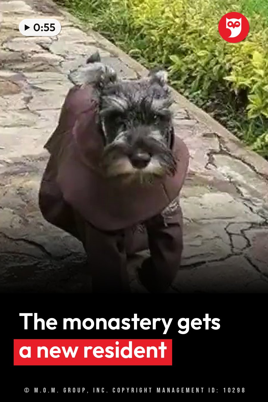 A small dog in a dark coat walks along a stone path beside green bushes. A headline runs in white letters across the lower third.