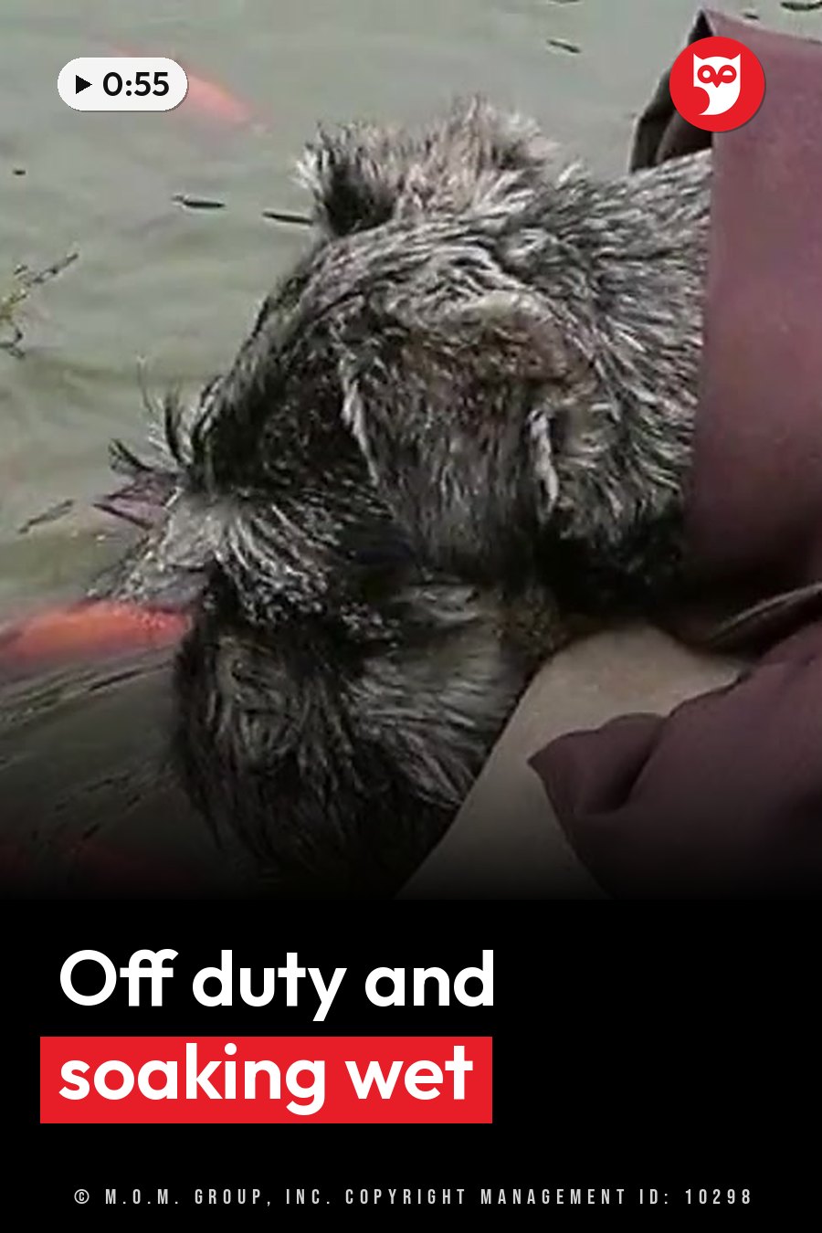 A wet dog with matted fur rests his head on a person's lap beside water with fish swimming in it. A headline runs in white letters across the lower third.