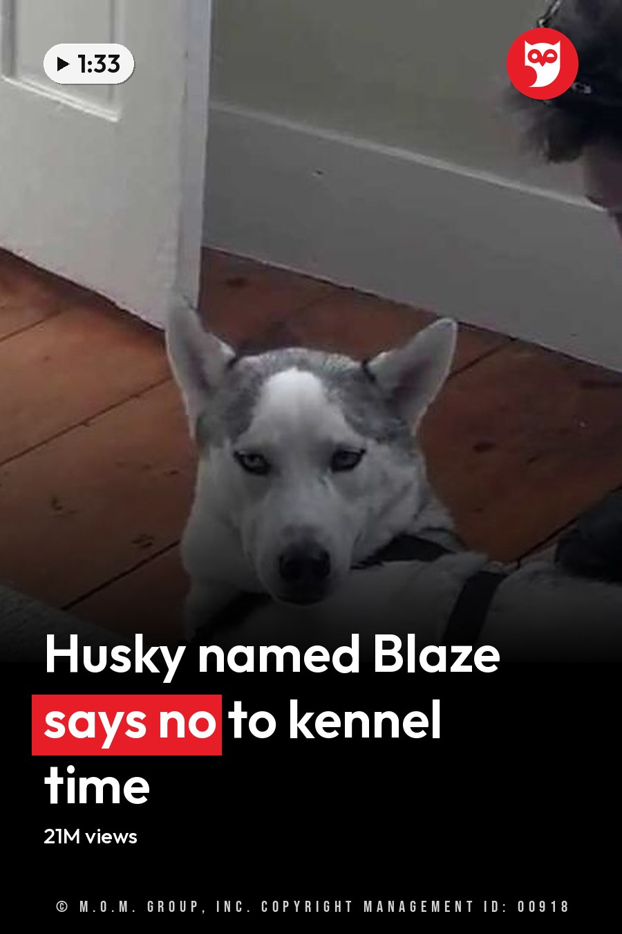 A husky or similar breed dog with white fur and gray markings, lying down indoors on a wooden floor in natural light. An adult male person wearing a dark jacket, light green scarf, black boots is nearby. The headline runs in white letters across the lower third.