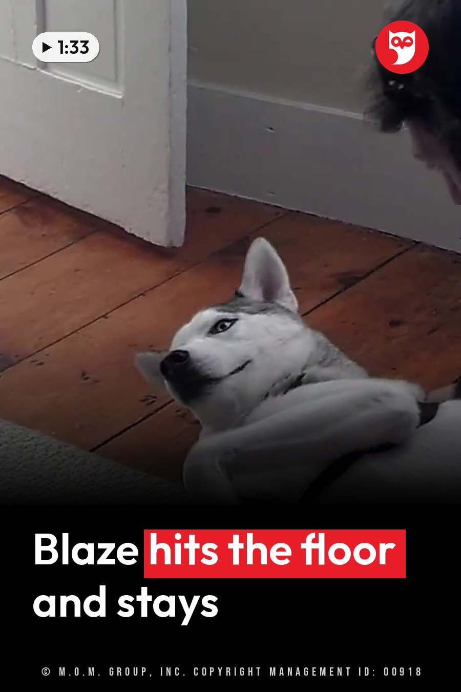 A white and gray husky lies on a wooden floor, looking up at a person who is partly visible above him. A headline runs in white letters across the lower third.