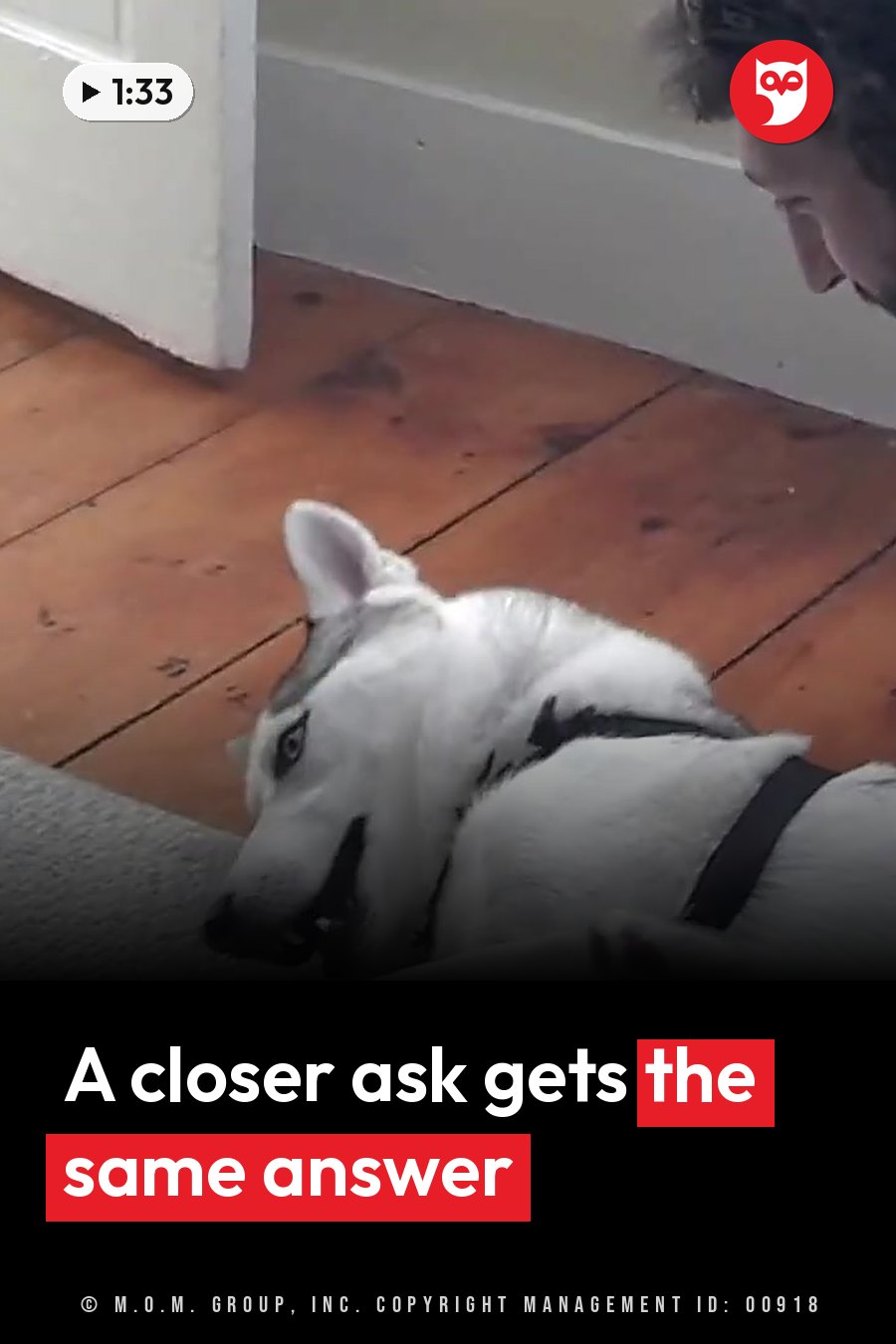 A person leans down toward a white dog lying on a wooden floor near a door threshold. A headline runs in white letters across the lower third.