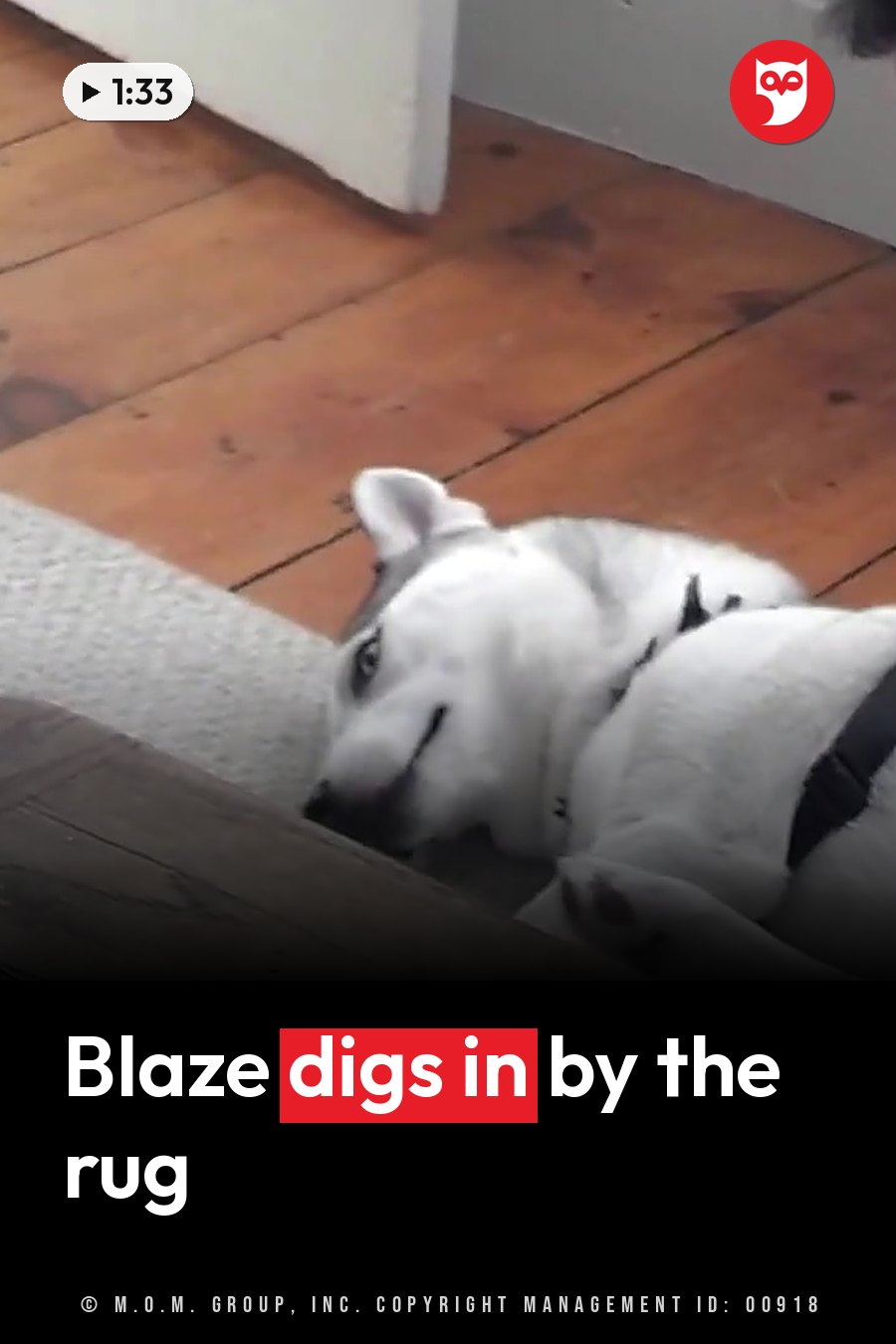 A white dog in a black harness lies on a wooden floor near a rug, his head resting on the floor. A headline runs in white letters across the lower third.