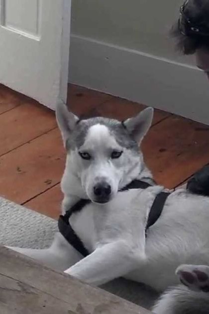 A husky or similar breed dog with white fur and gray markings, lying down indoors on a wooden floor in natural light. An adult male person wearing a dark jacket, light green scarf, black boots is nearby.