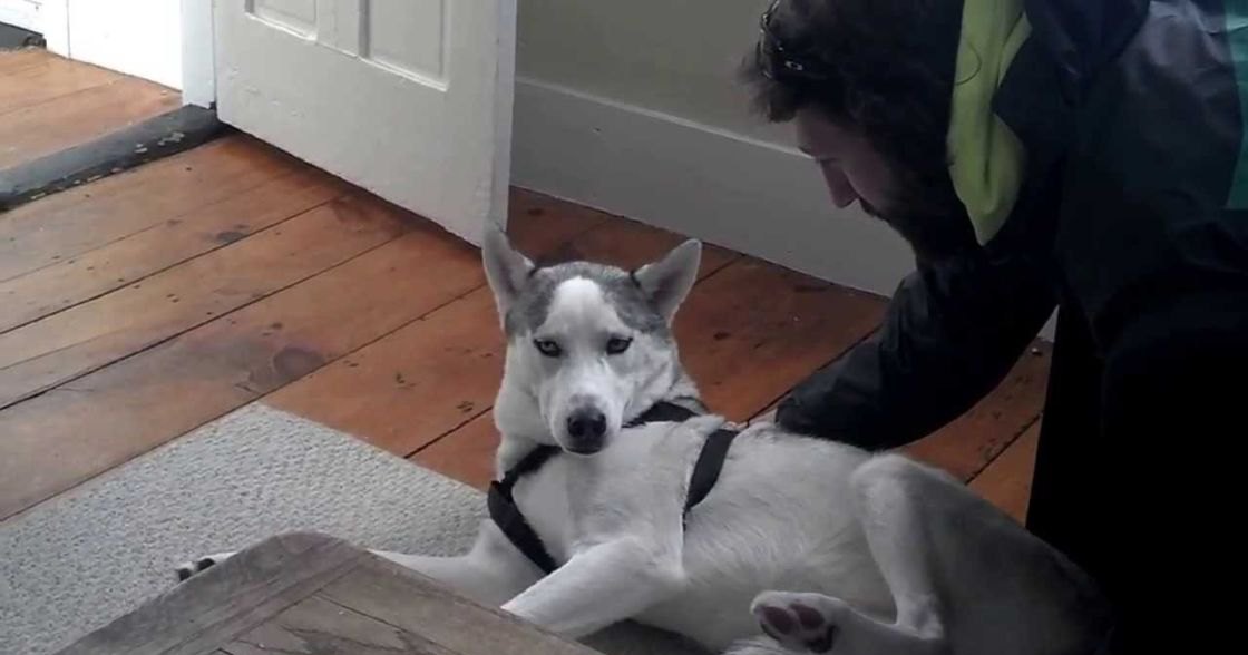 A husky or similar breed dog with white fur and gray markings, lying down indoors on a wooden floor in natural light. An adult male person wearing a dark jacket, light green scarf, black boots is nearby.