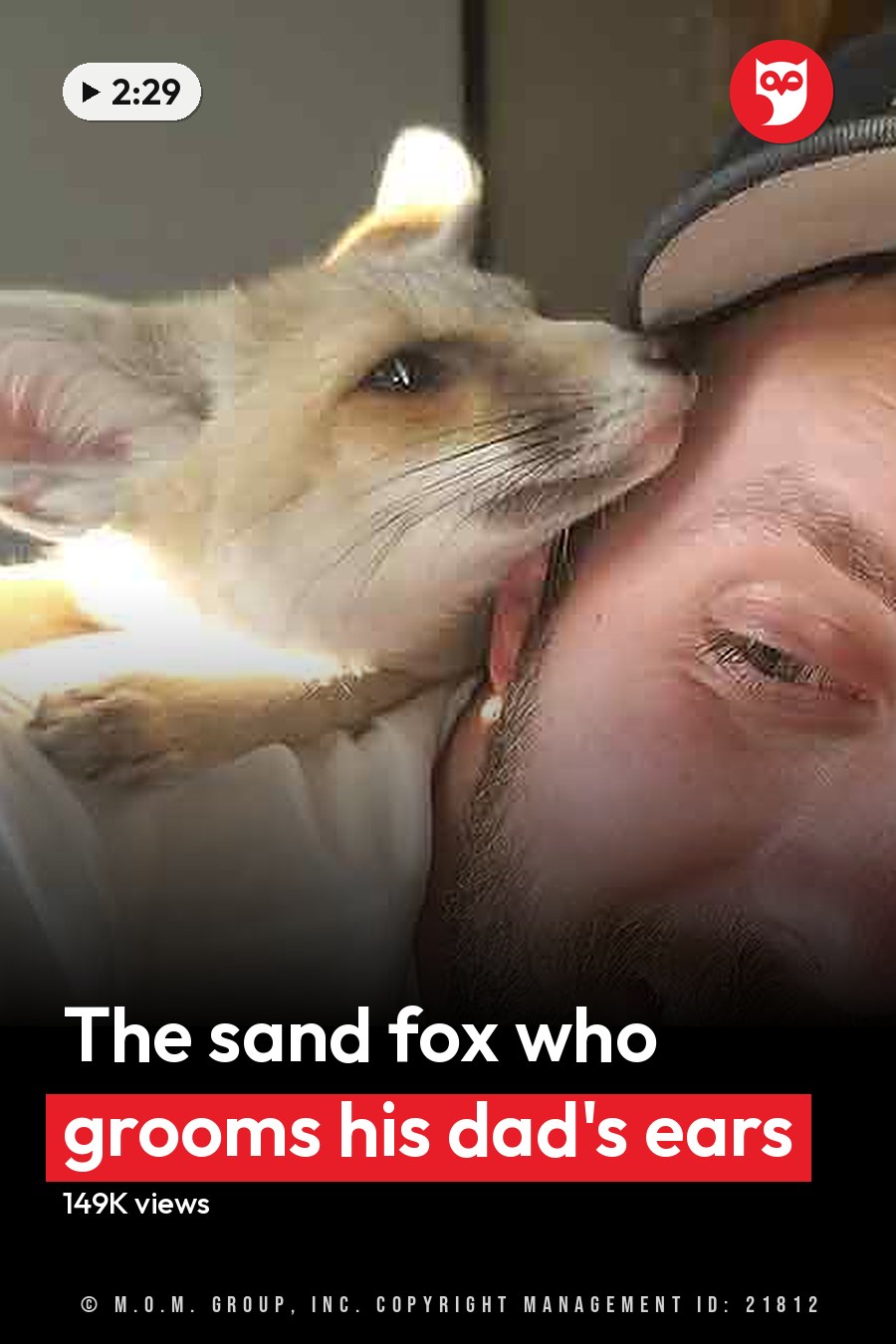 An adult male interacts with a fennec fox indoors, wearing a white long-sleeved shirt and a black cap. The headline runs in white letters across the lower third.