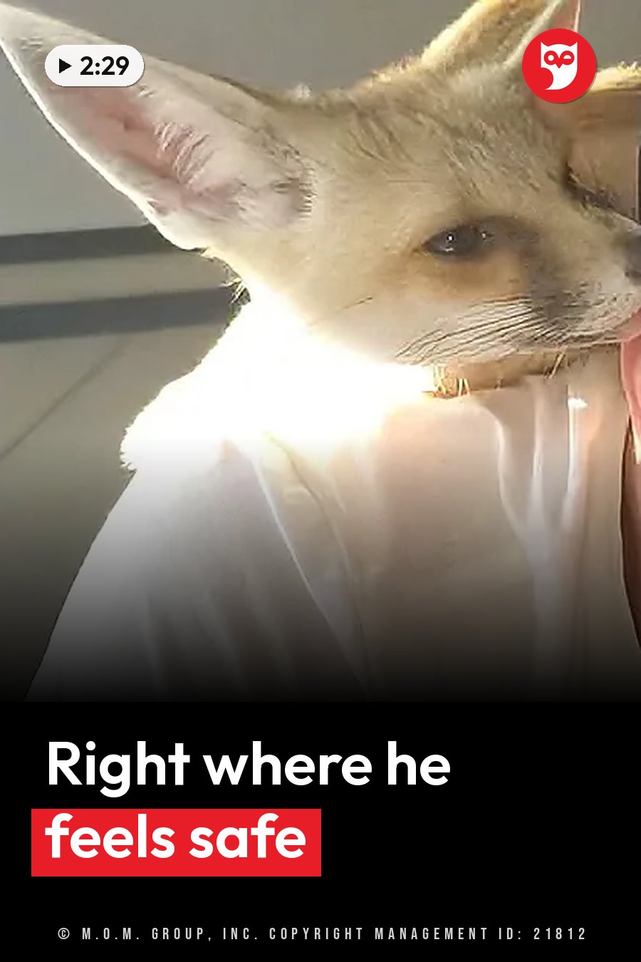 A small fox with very large ears rests his head on a person's shoulder while being held indoors. A headline runs in white letters across the lower third.