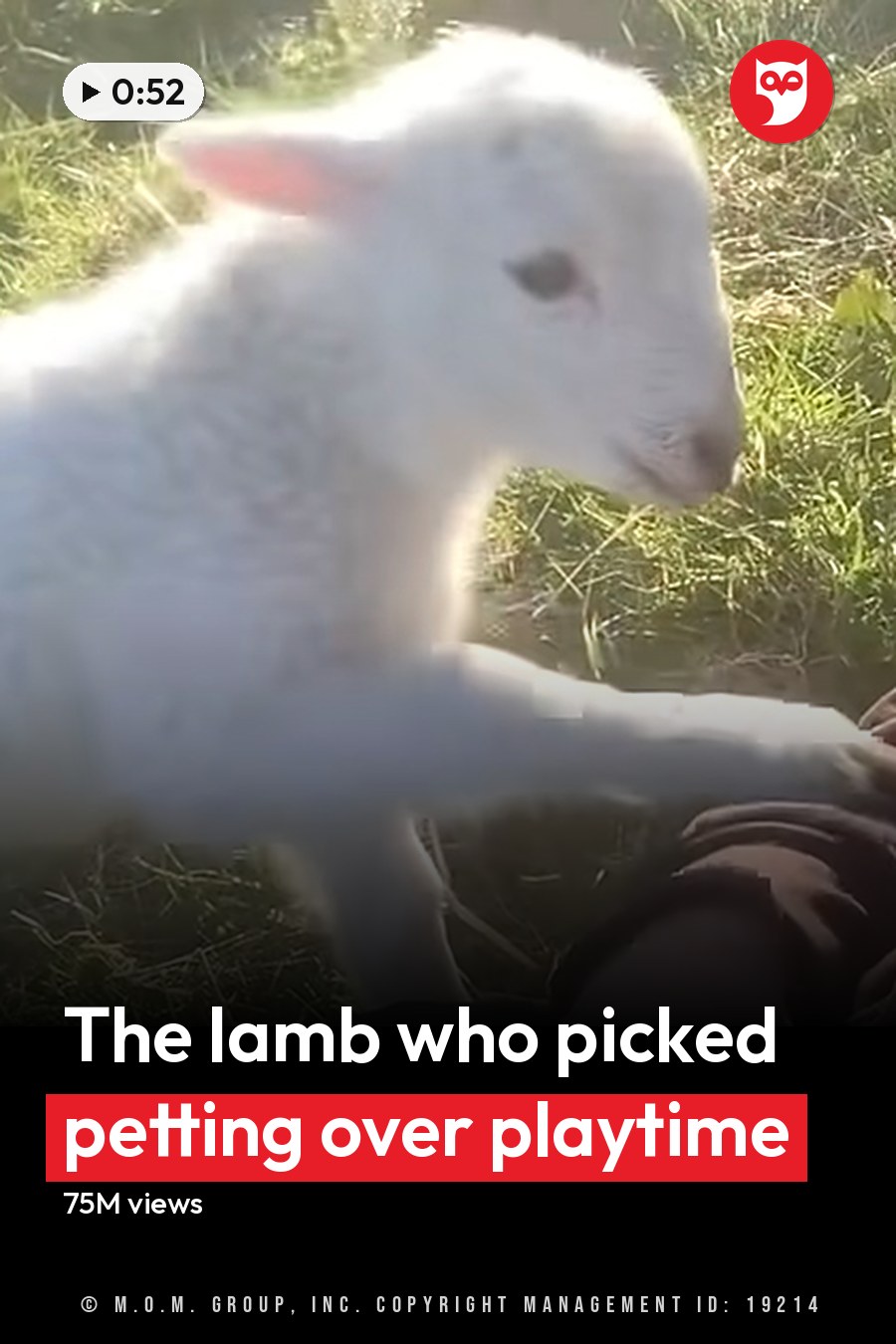 A lamb with a white coat and dark patches stands outdoors on a grassy area, with an adult male wearing a brown fleece-like sweatshirt or jacket nearby. The headline runs in white letters across the lower third.