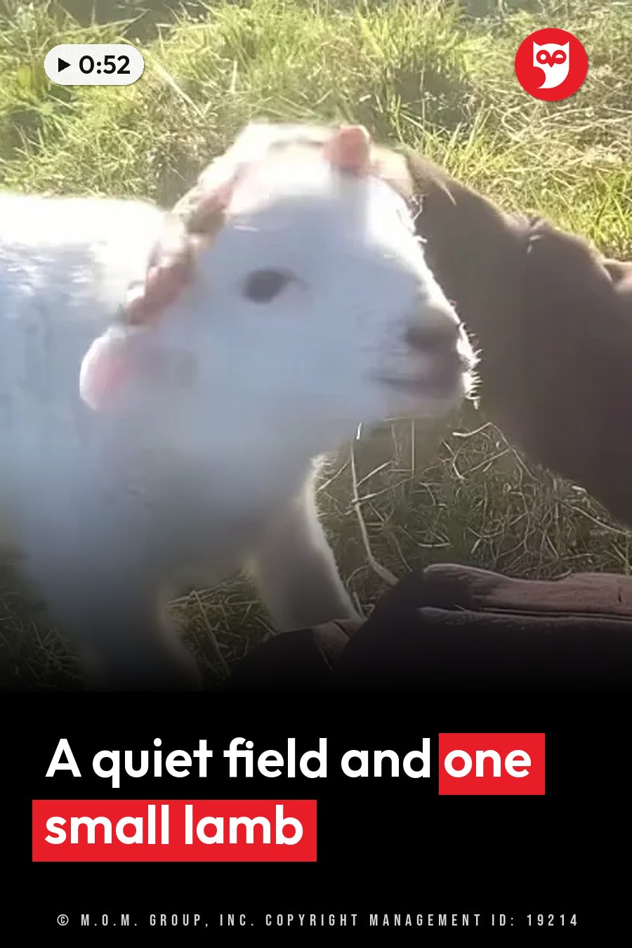 A small white lamb stands on grass in bright sunlight next to a person's arm. A headline runs in white letters across the lower third.