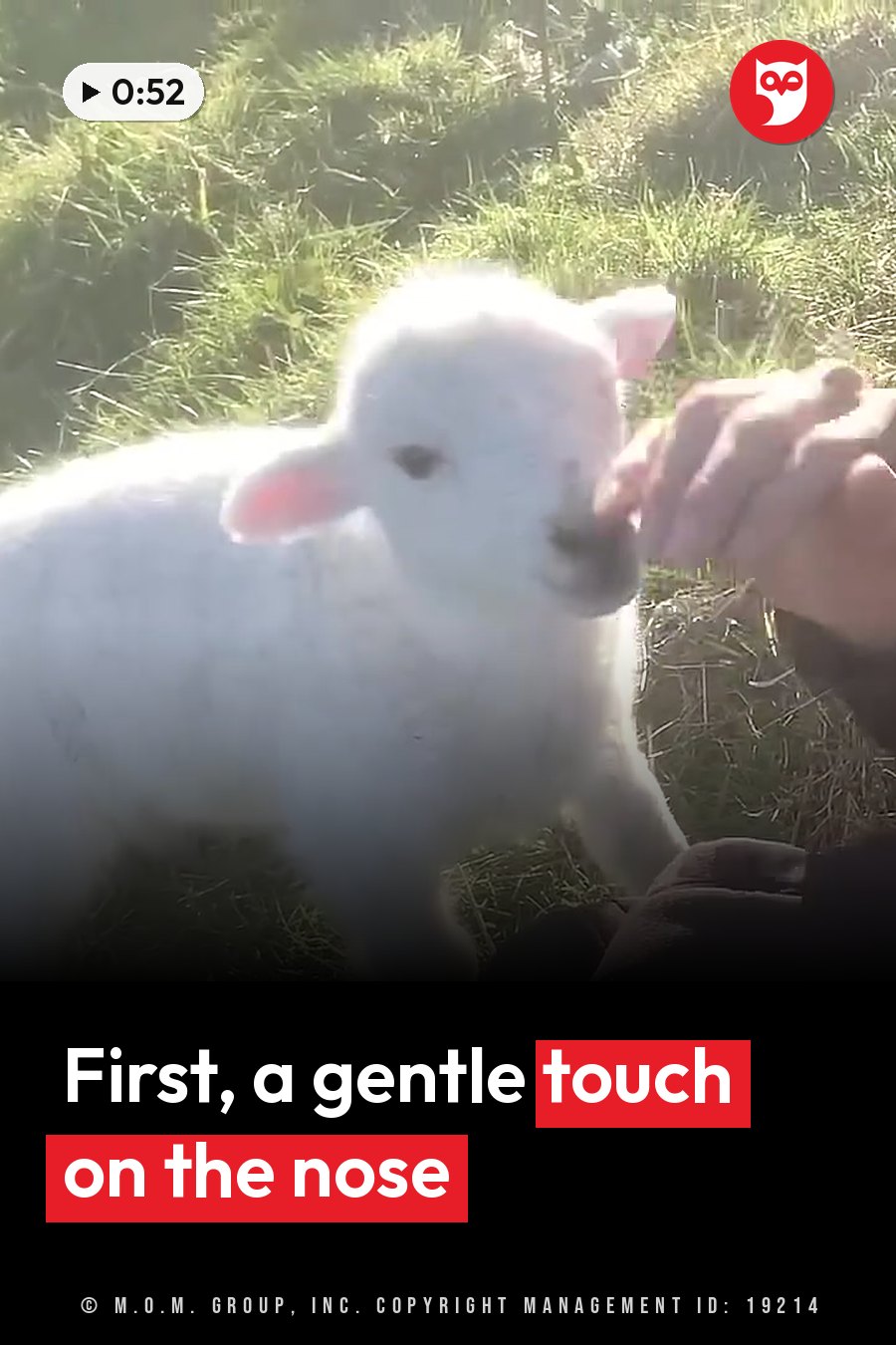 A person's hand touches the nose of a small white lamb standing on grass. A headline runs in white letters across the lower third.