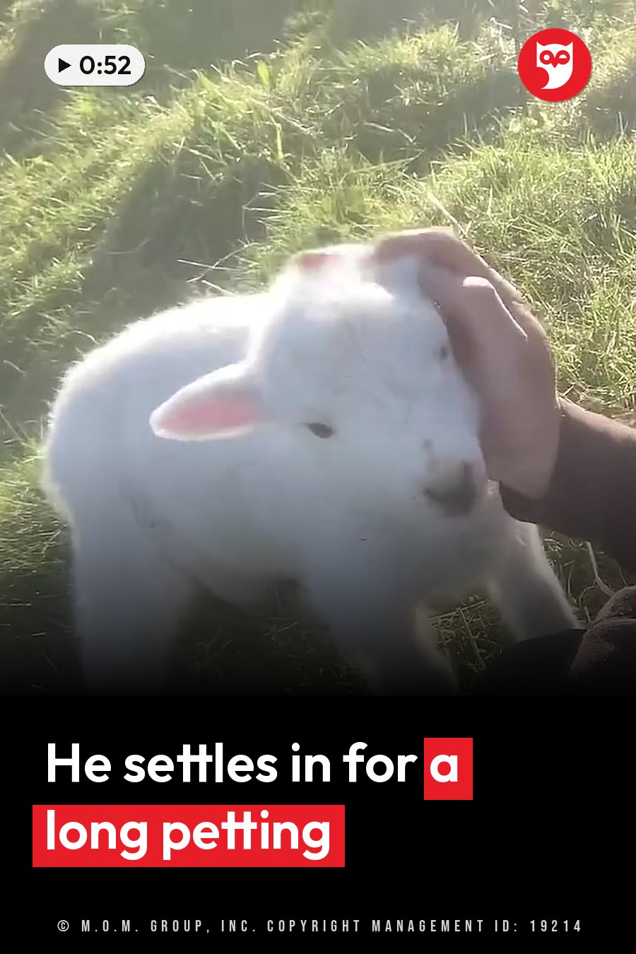A hand pets a small white lamb standing on grass under bright sunlight. A headline runs in white letters across the lower third.