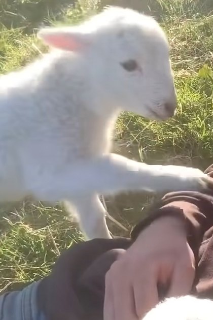 A lamb with a white coat and dark patches stands outdoors on a grassy area, with an adult male wearing a brown fleece-like sweatshirt or jacket nearby.