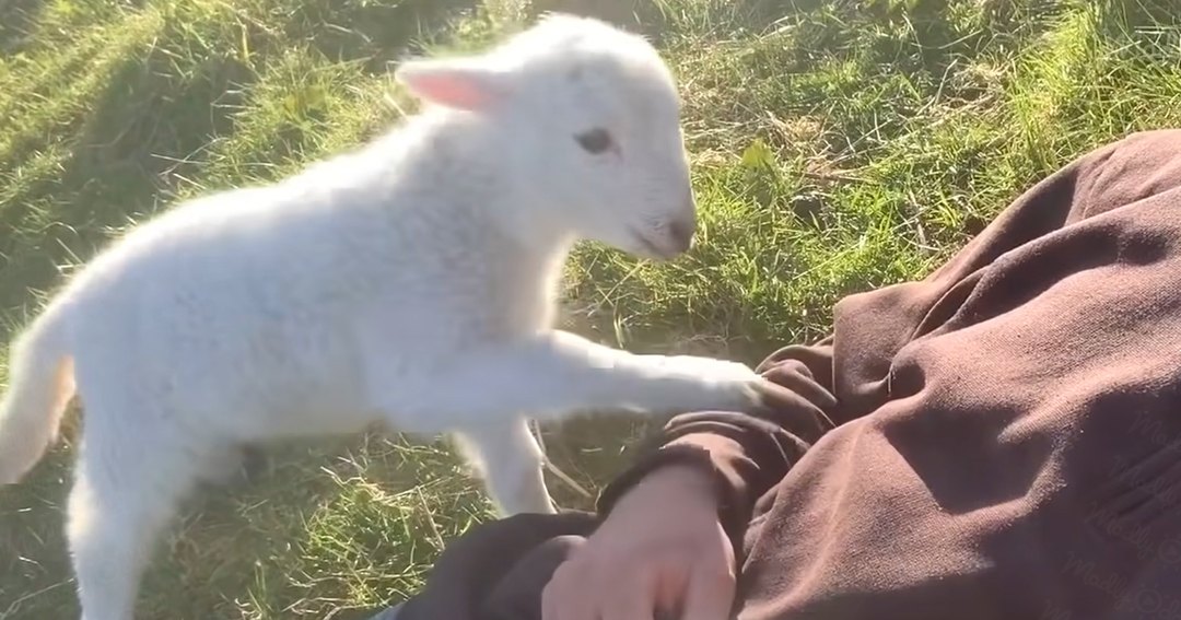 A lamb with a white coat and dark patches stands outdoors on a grassy area, with an adult male wearing a brown fleece-like sweatshirt or jacket nearby.